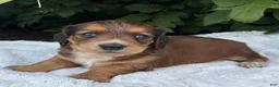 Miniature Dachshund dogs for sale: Nash - Ad 5