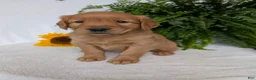 Golden Retriever dogs for sale: Dug  - Ad 10