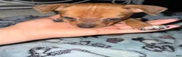 Mixed Breed dogs for sale: Vinny  - Ad 1