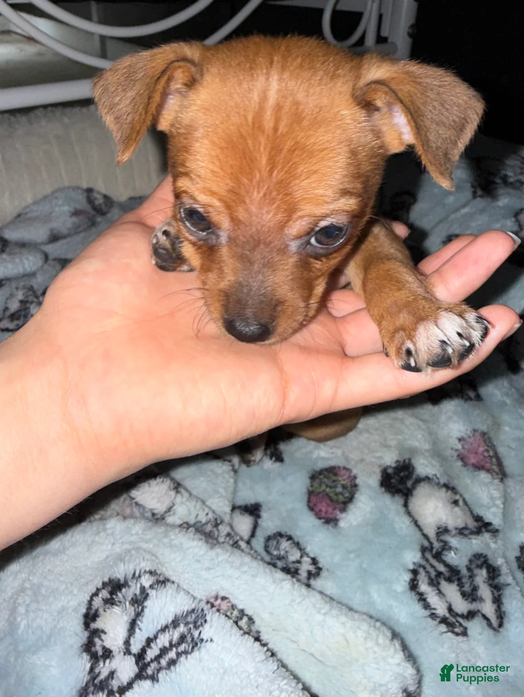 Mixed Breed dogs for sale: Vinny  - Ad 1