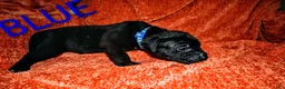 Presa Canario dogs for sale: Ms. Blue - Ad 3