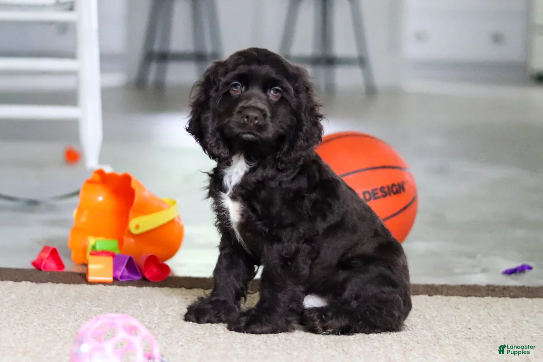 Cocker Spaniel dogs for sale: Jace - Ad 1