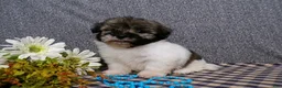 Havanese dogs for sale: Kole - Ad 3
