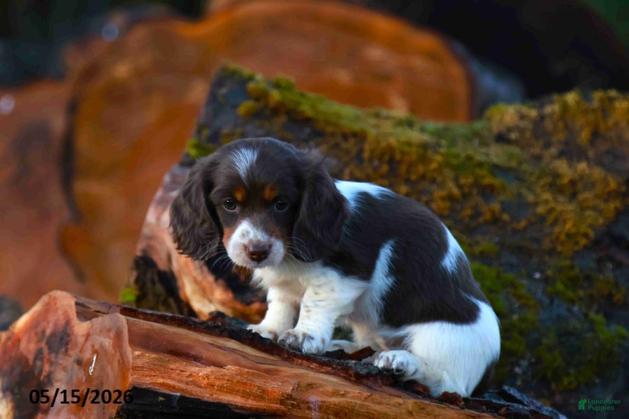 Miniature Dachshund dogs Mandi - Ad 1