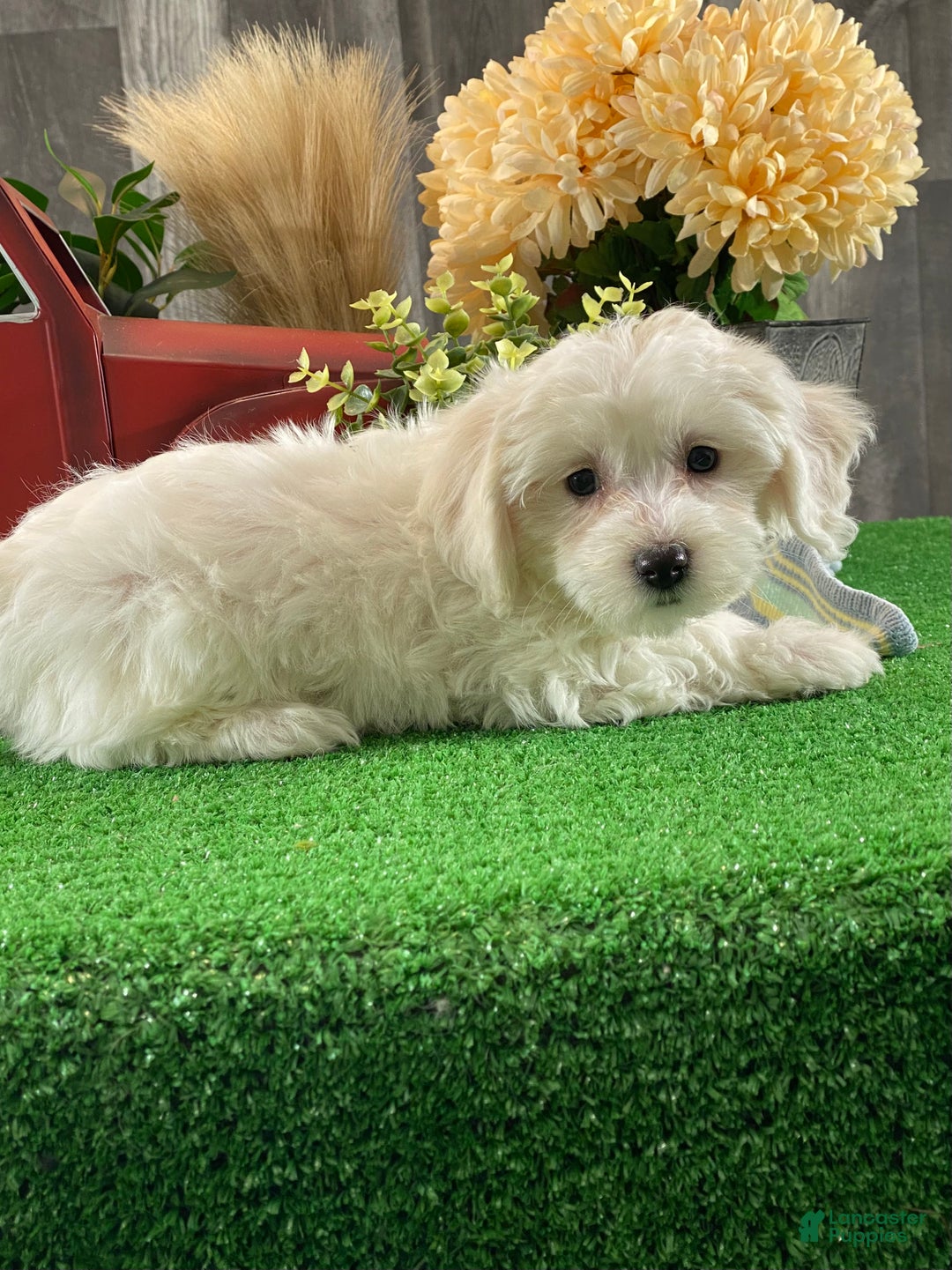 Mixed Breed dogs for sale: Abby - Ad 3