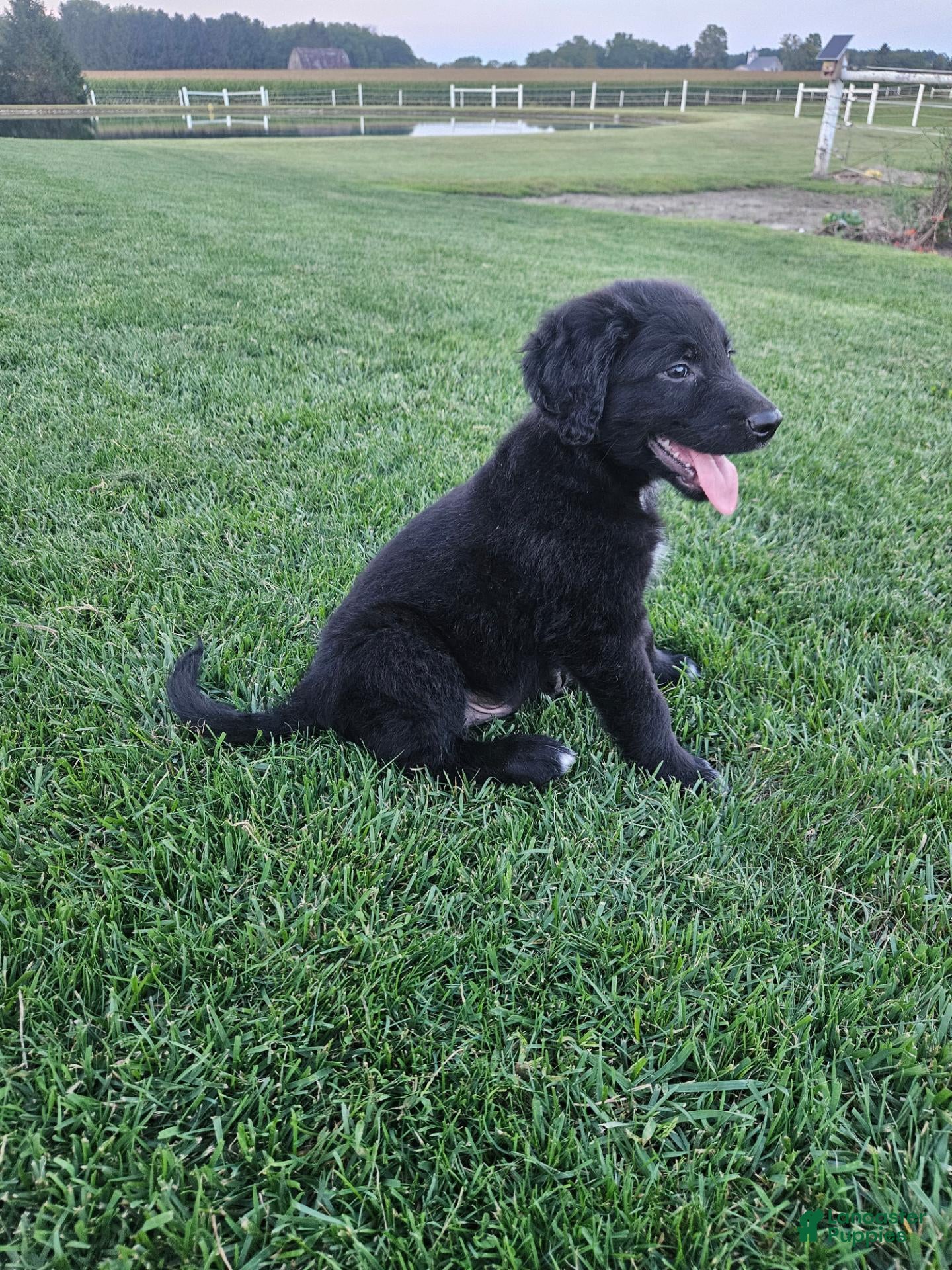 Mixed Breed dogs Cooper - Ad 2