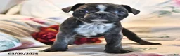 Frenchton dogs for sale: Moonbeam - Ad 8