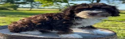 Mini Bernedoodle dogs for sale: Malta - Ad 2