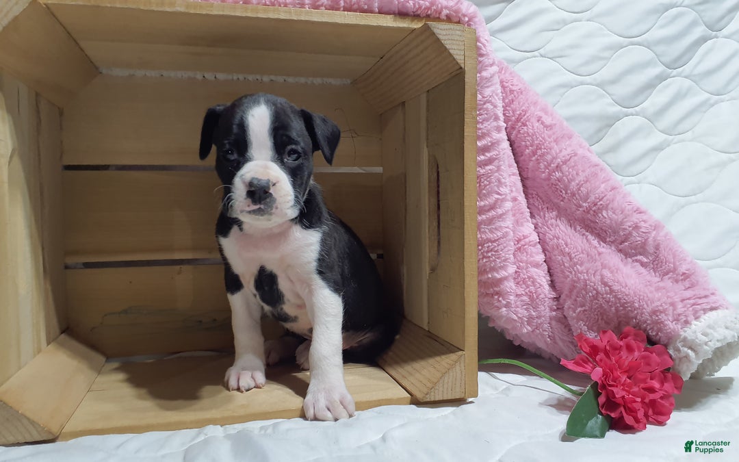 Boxer dogs for sale: Lucy  - Ad 1