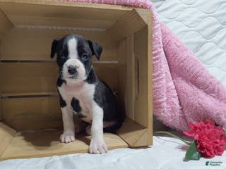 Boxer dogs Lucy -AKC- - Ad 20