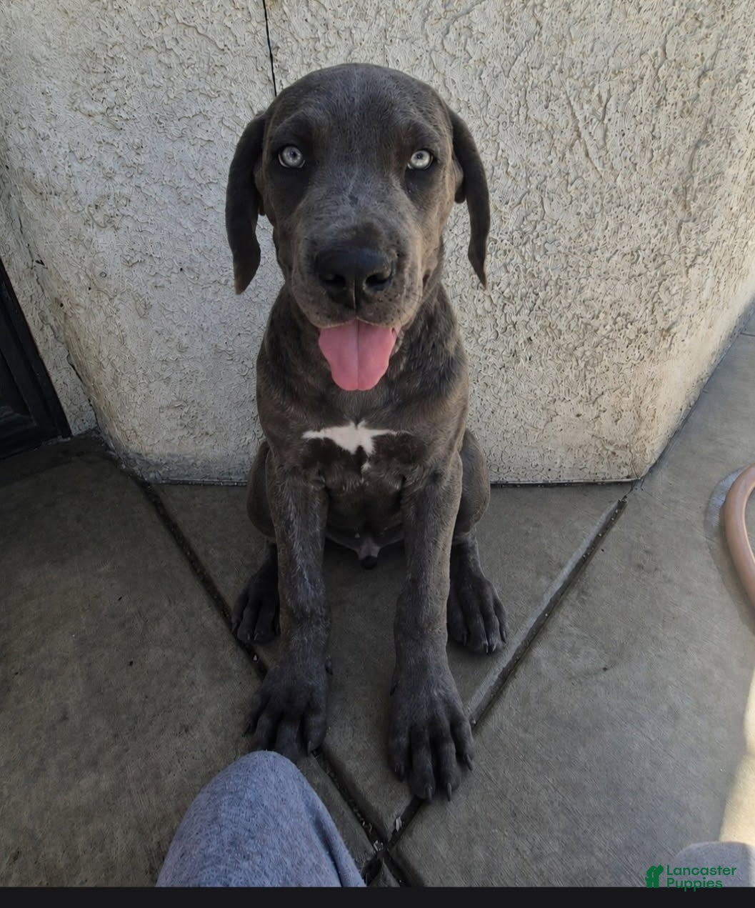 Cane Corso dogs Female blue brindle - Ad 1