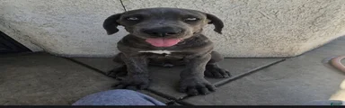 Female blue brindle