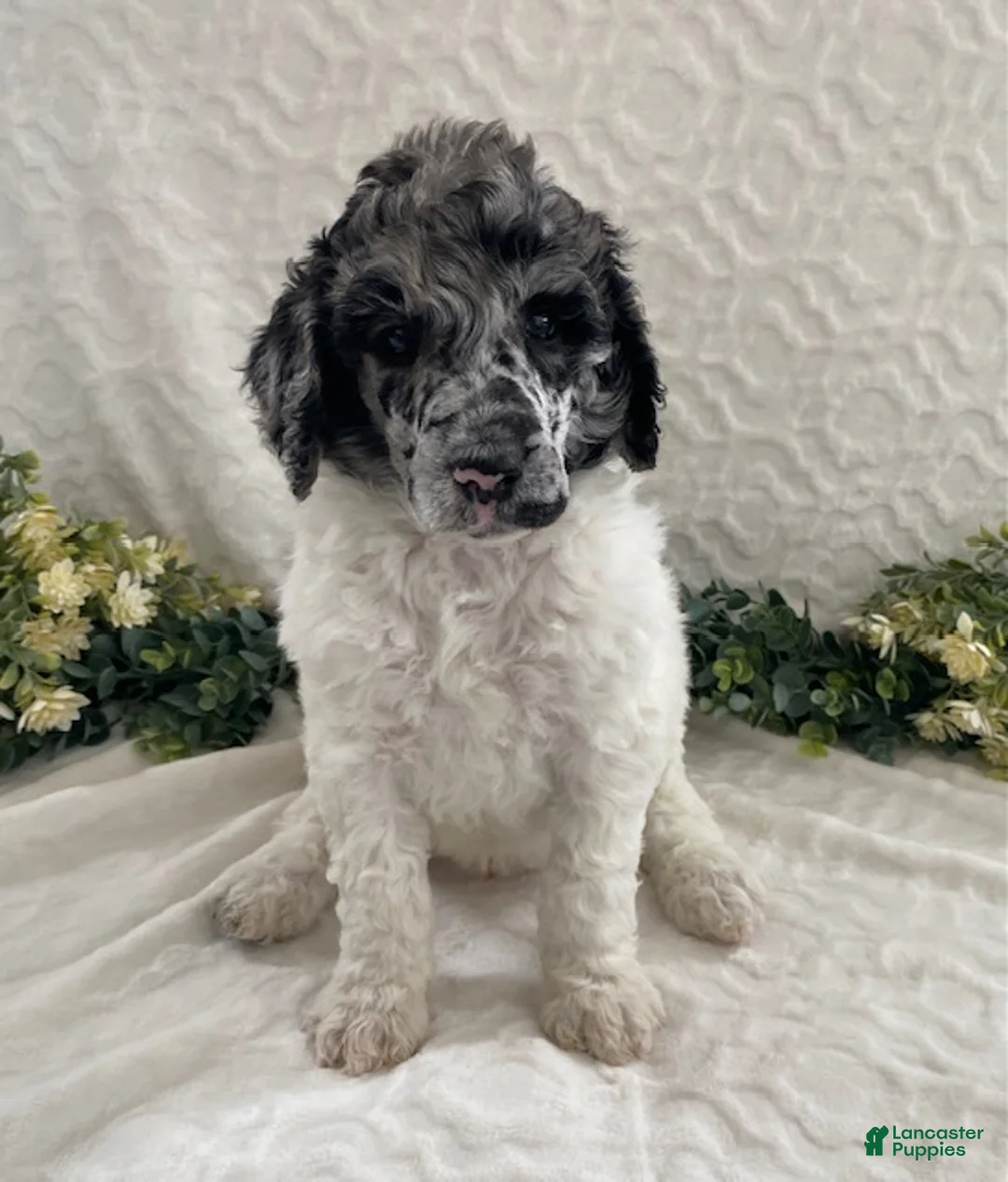 Standard Poodle dogs for sale: Kenny- genetic clear - Ad 5