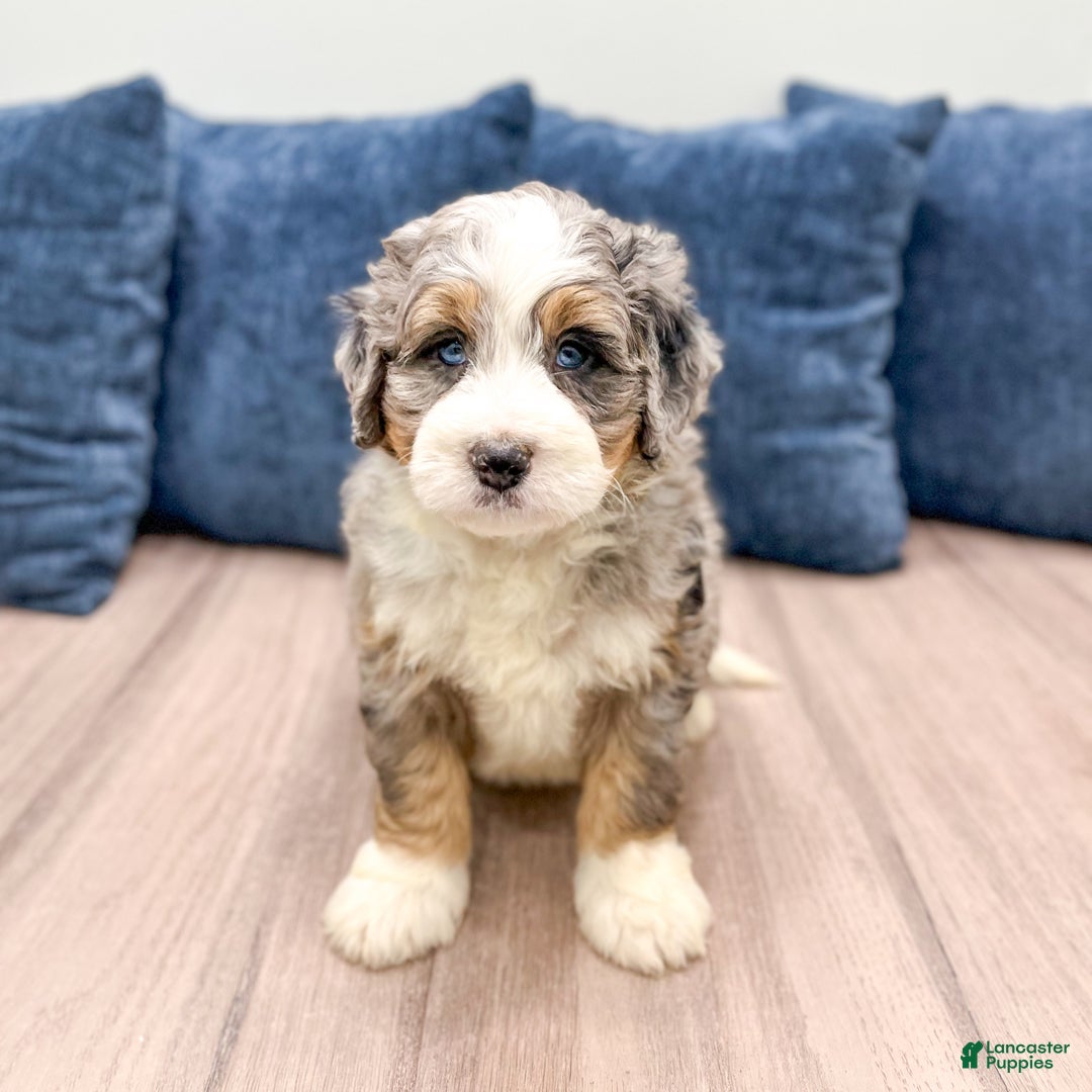 Mini Bernedoodle dogs for sale: Brody - Ad 6