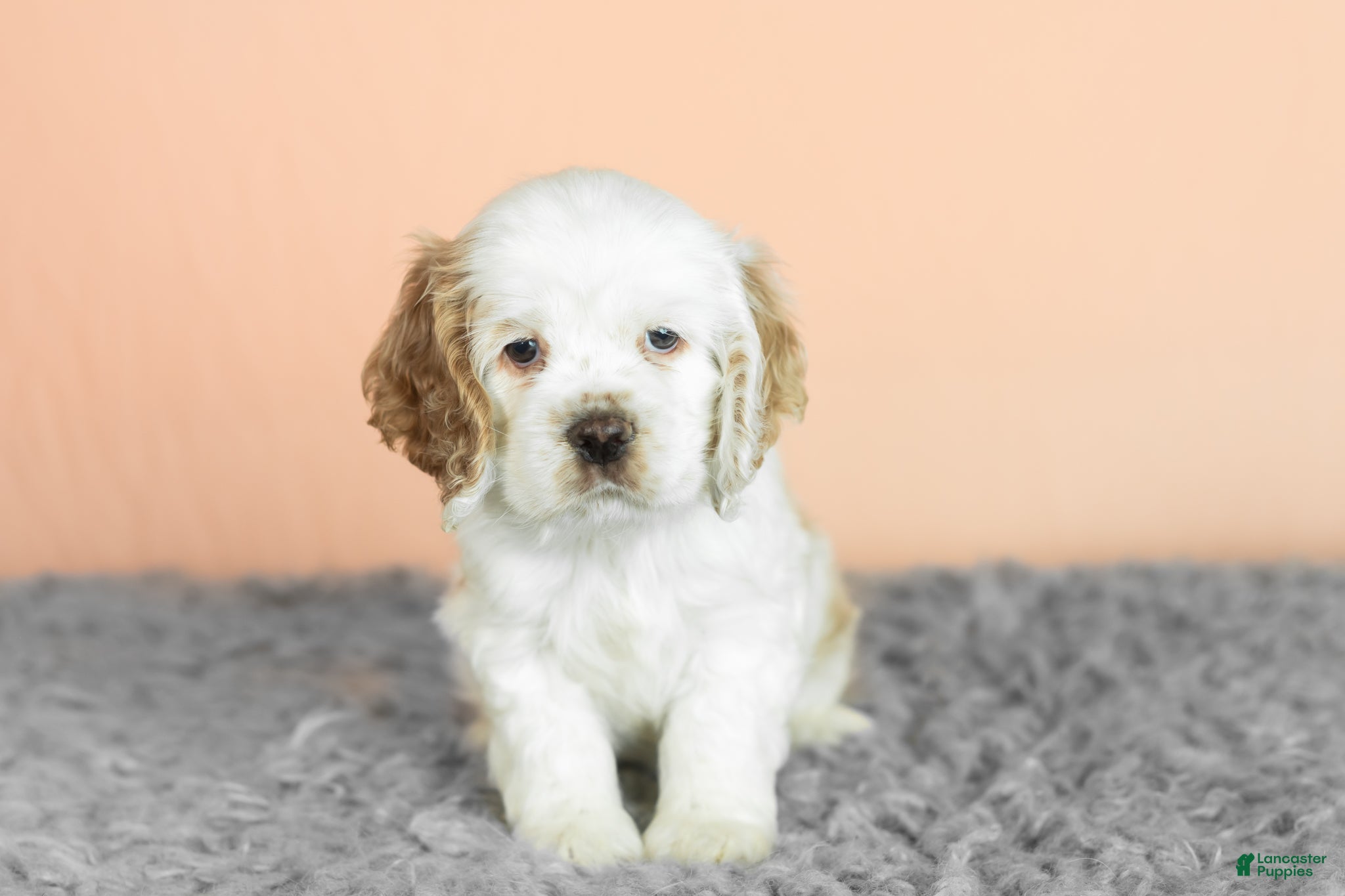 Cocker Spaniel dogs Wrigley  - Ad 37