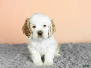 Cocker Spaniel dogs Wrigley - Ad 37