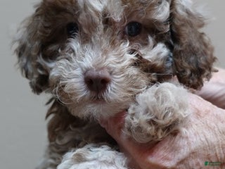 Toy Poodle dogs - Ad 7