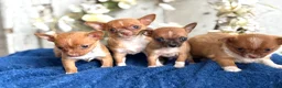 Chihuahua dogs for sale: Rolo - Ad 17