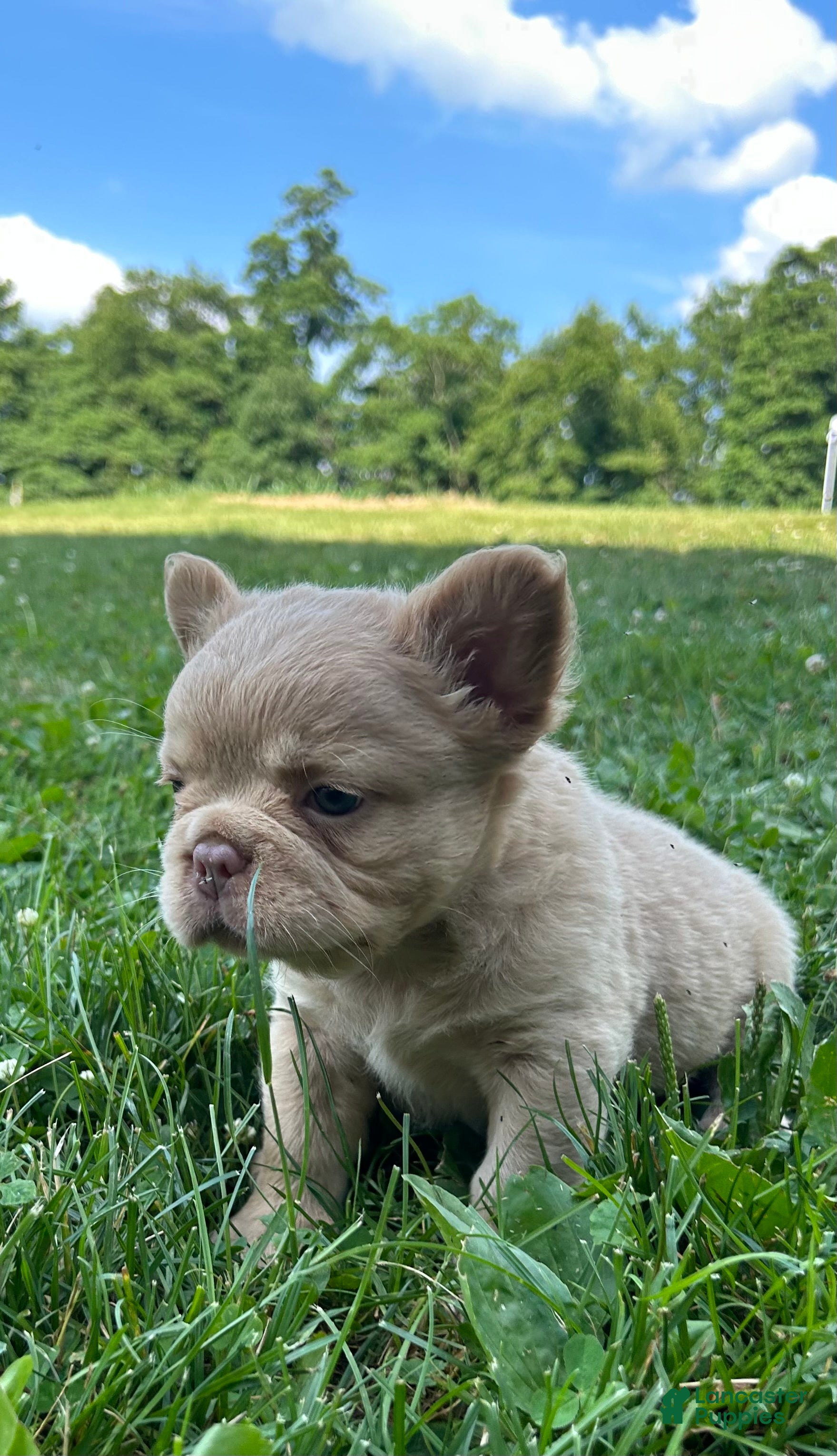 French Bulldog dogs Charlie - Ad 2