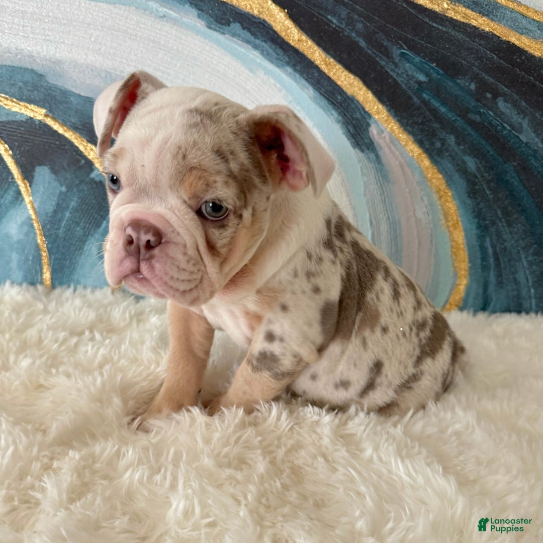 English Bulldog dogs for sale: Lulu - Ad 6