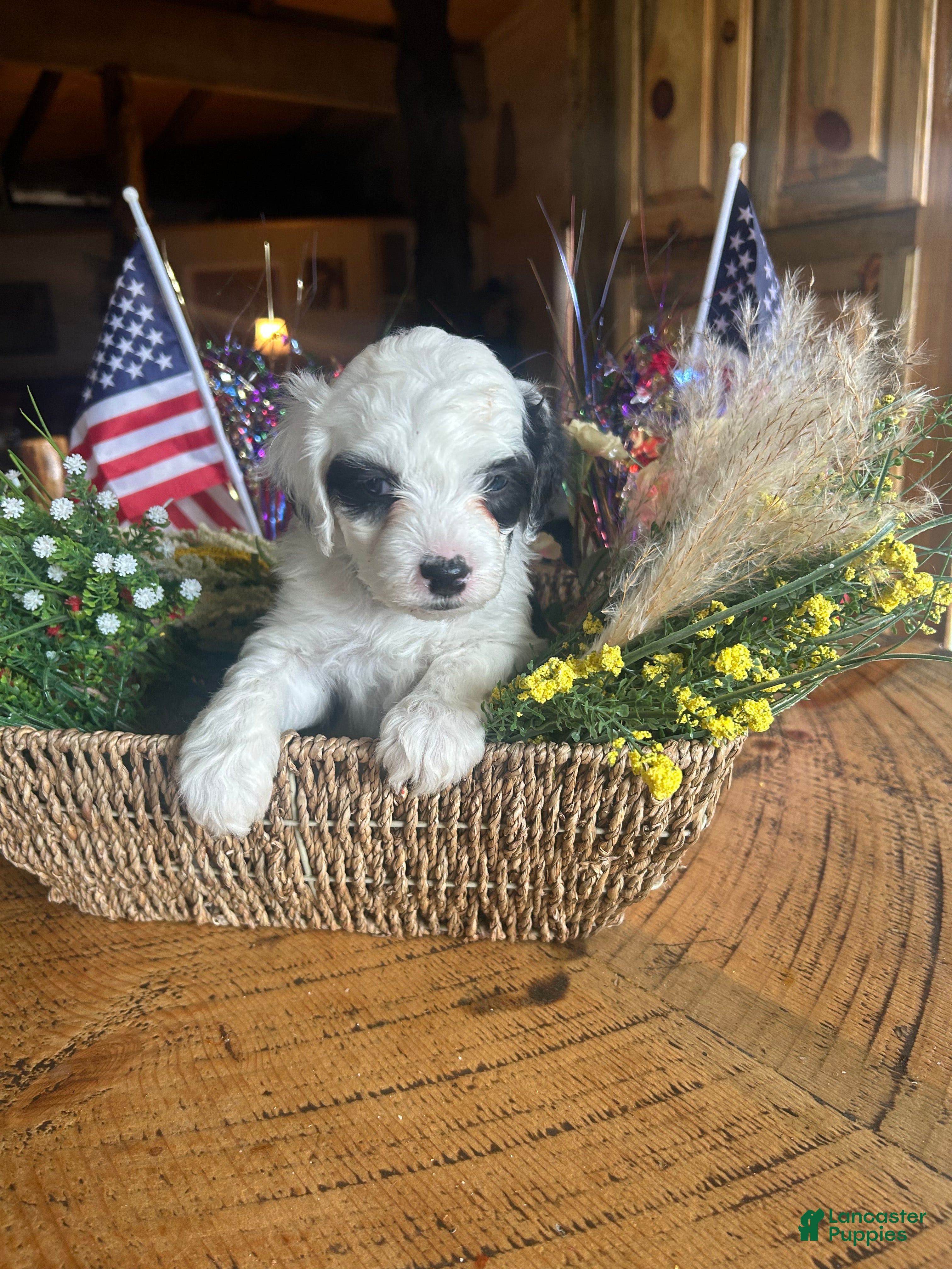 Sheepadoodle dogs John  - Ad 2