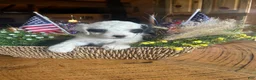 Sheepadoodle dogs for sale: John  - Ad 1