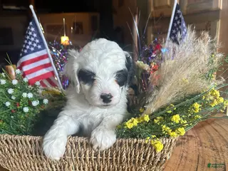 Sheepadoodle dogs for sale: John - Ad 2