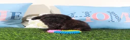 Yorkiepoo dogs for sale: Angel-Precious Teacup Yorkie Puppy - Ad 5
