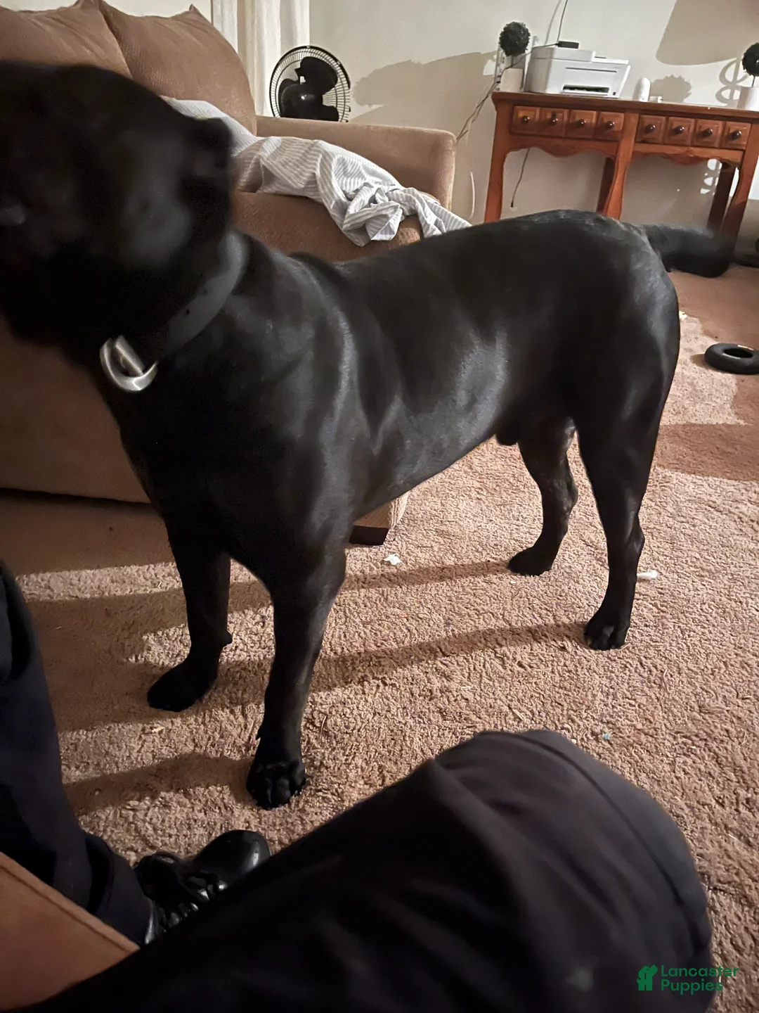 Presa Canario dogs for sale: Presa Canario Puppy 1 - Ad 5