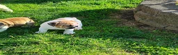 English Bulldog dogs for sale: Rio Grande - Ad 12