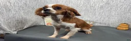 Cavapoo dogs for sale: Cavapoo 3 - Ad 4