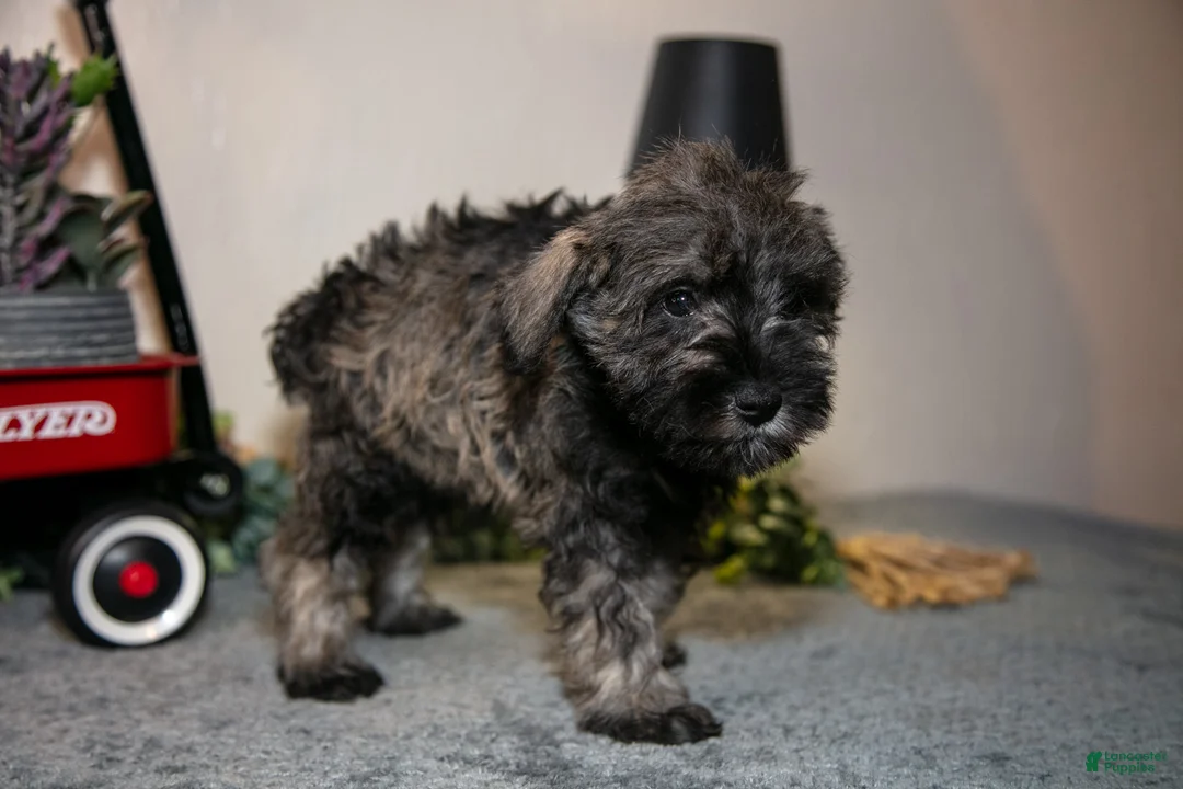 Miniature Schnauzer dogs for sale: Richard - Ad 3