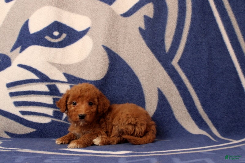 Mini Goldendoodle dogs Urbana - Ad 1