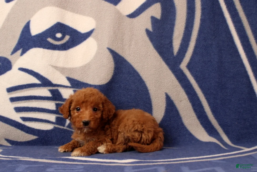 Mini Goldendoodle dogs for sale: Urbana - Ad 1