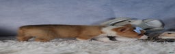 Welsh Corgi Pembroke dogs for sale: Diana - Ad 3