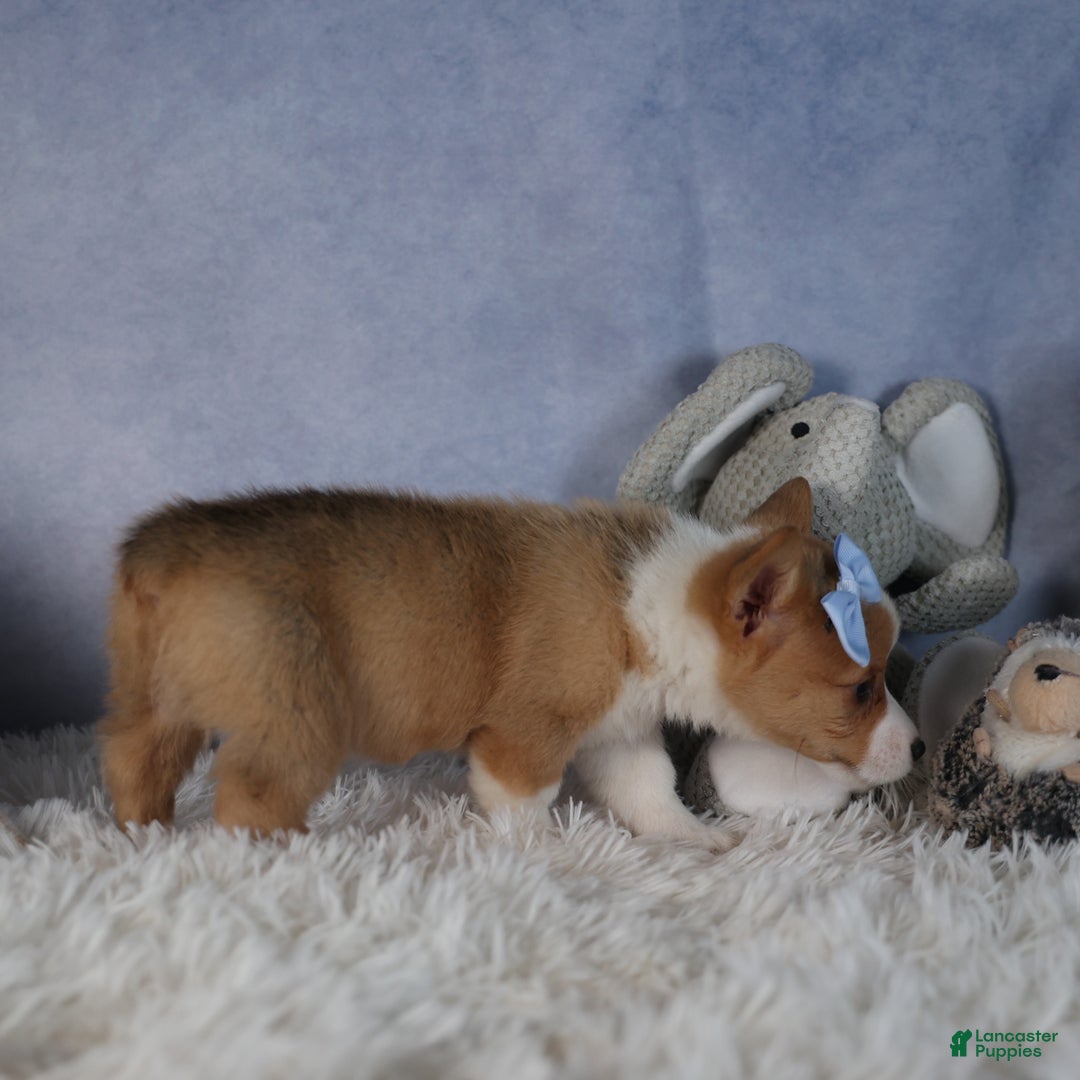 Welsh Corgi Pembroke dogs for sale: Diana - Ad 3