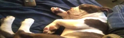 Boston Terrier dogs for sale: Sally O'Malley - Ad 3