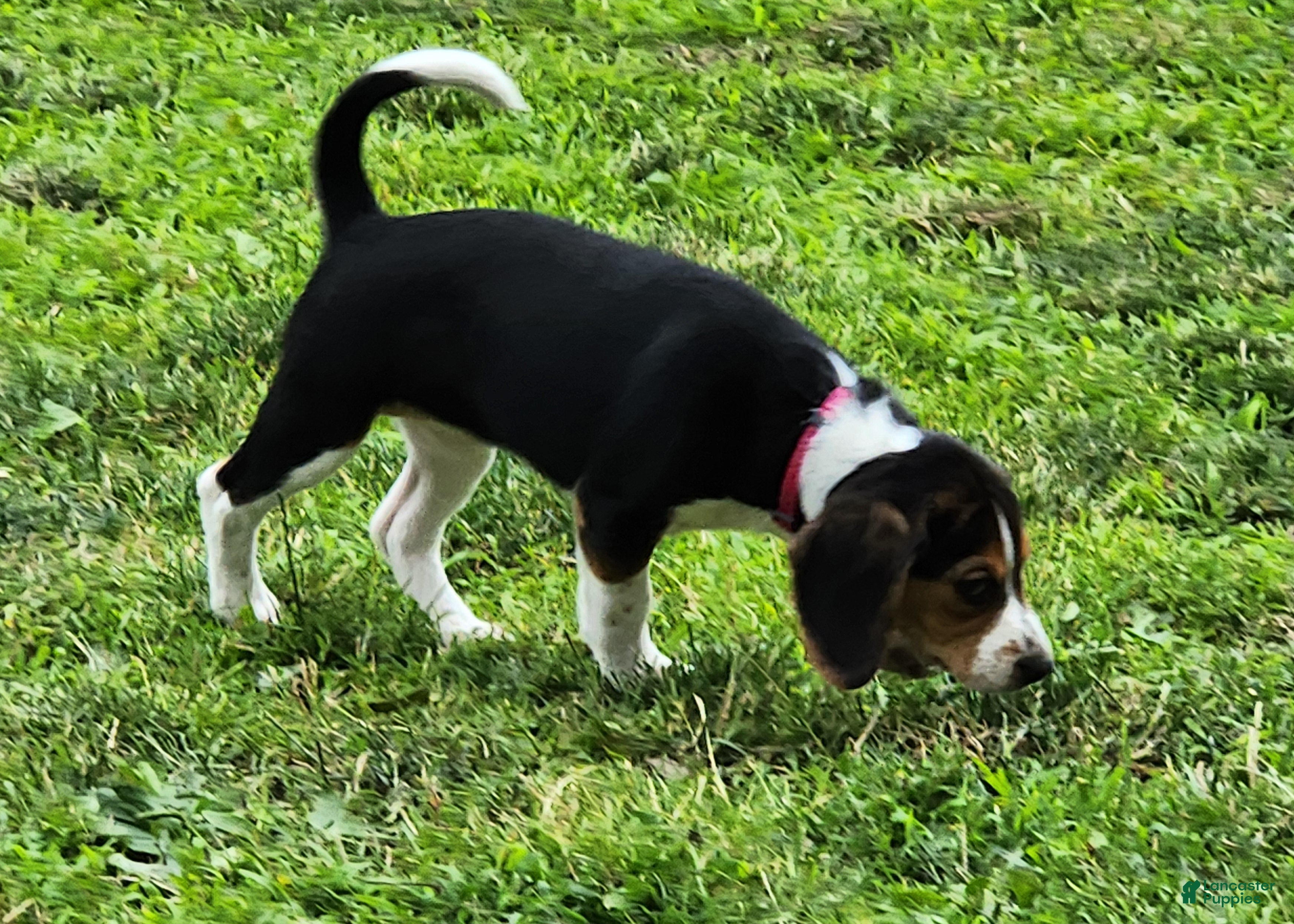 Beagle dogs Rosie - Ad 1