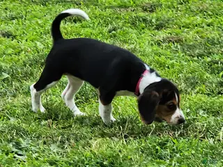 Beagle dogs for sale: Rosie - Ad 1