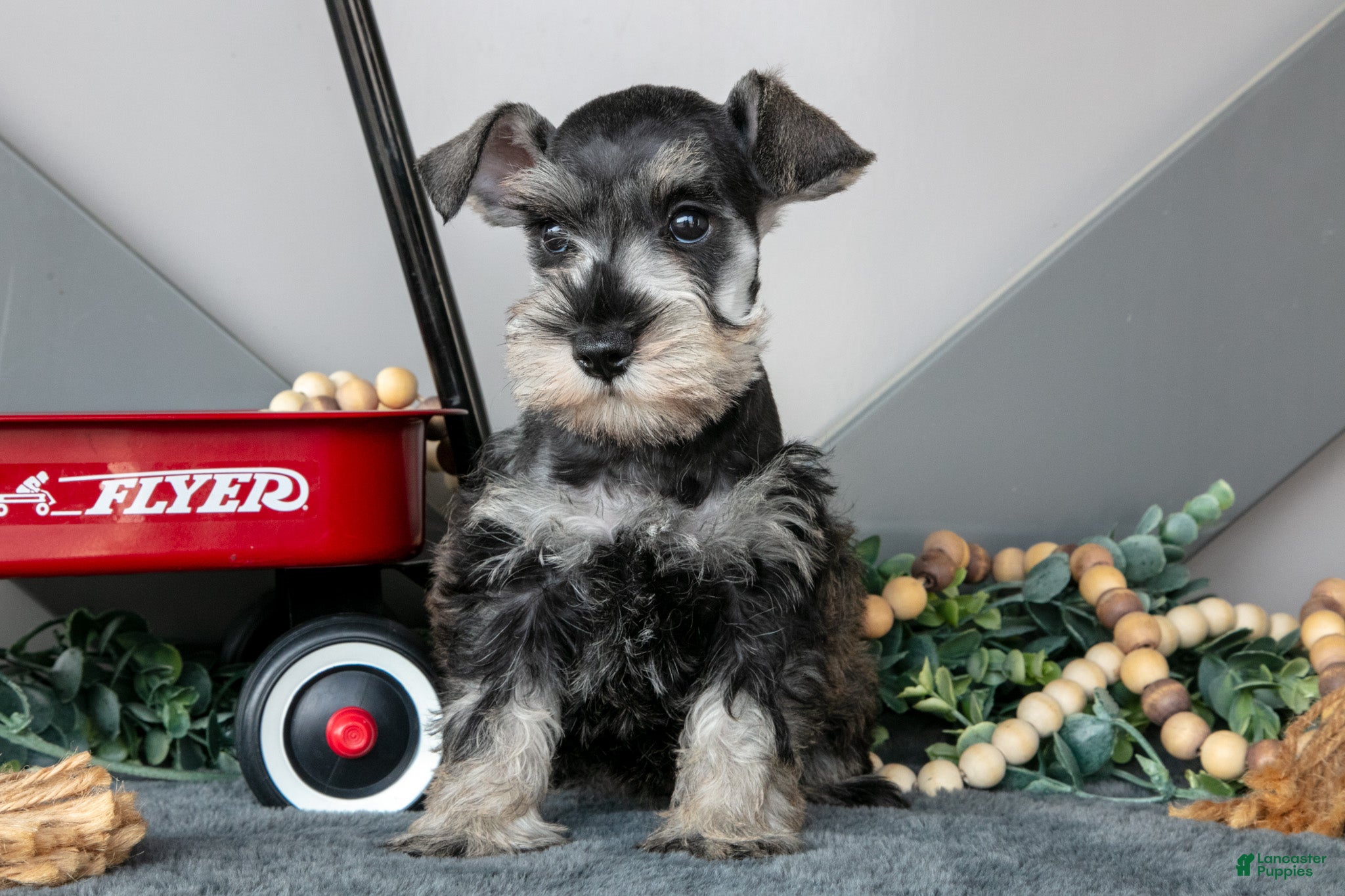 Miniature Schnauzer dogs Luna - Ad 2
