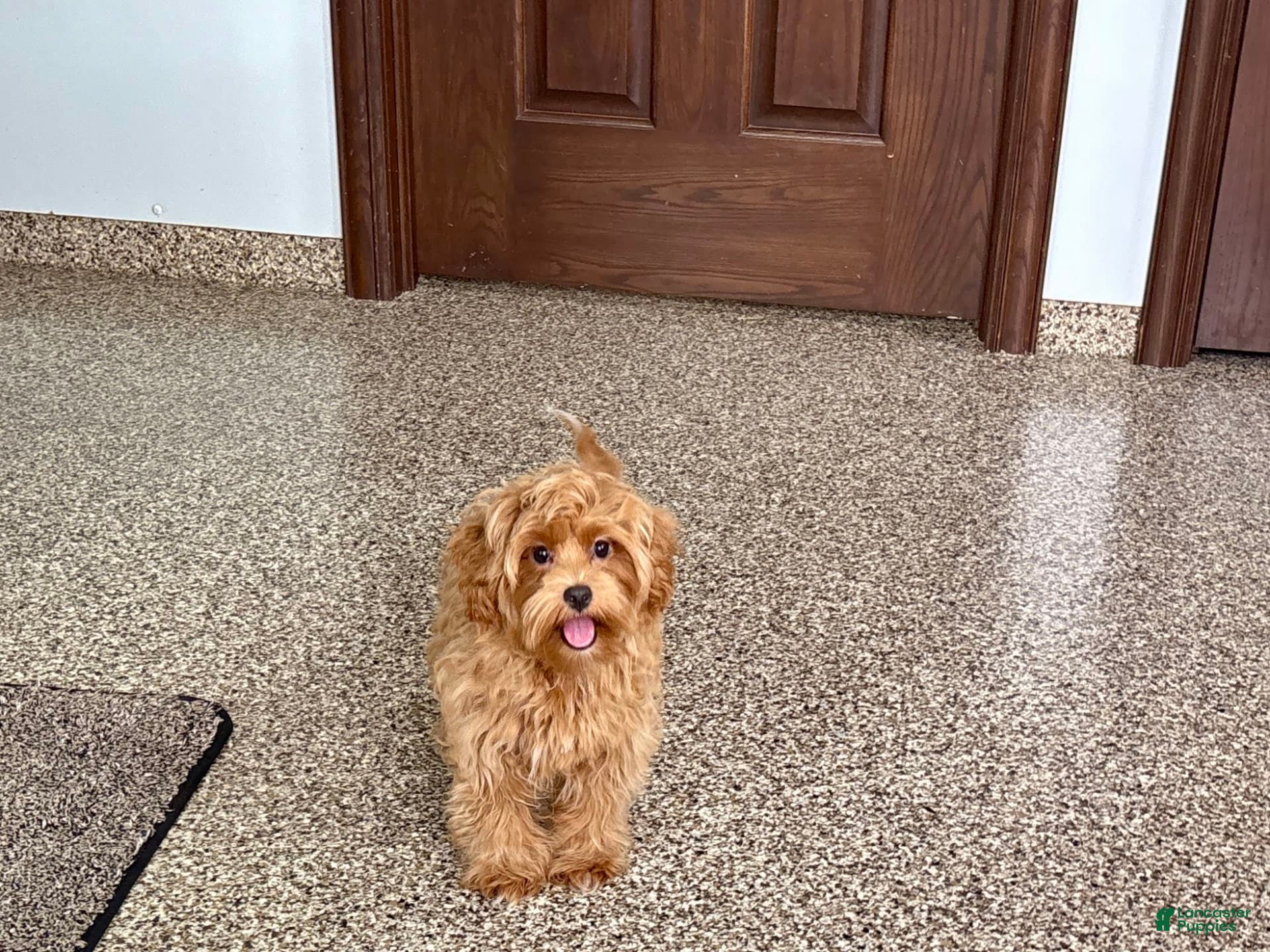 Maltipoo dogs Cody - Ad 8