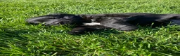 Newfoundland dogs for sale: Roses - Ad 1