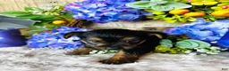 Yorkshire Terrier dogs for sale: Froggy - Ad 11