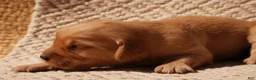 Golden Retriever dogs for sale: Daisy -AKC, Genetically Clear - Ad 60