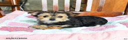 Morkie dogs for sale: Josephine - Ad 4