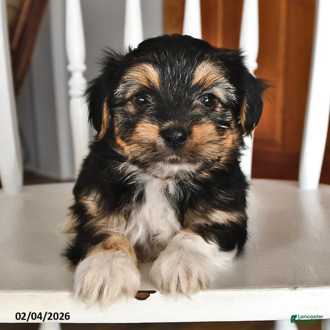 Morkie dogs for sale: Badger - Ad 1