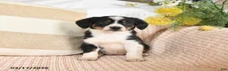 Mixed Breed dogs for sale: Charm  - Ad 5