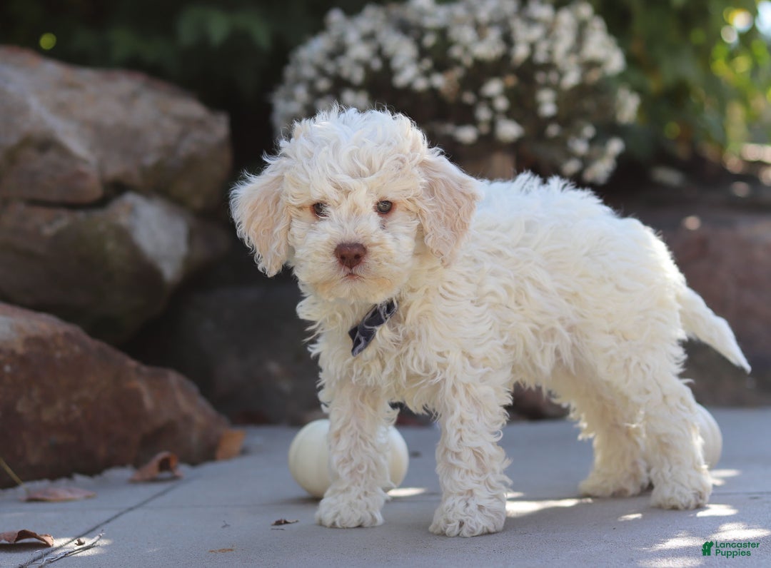 Lagotto Romagnolo dogs for sale: Zane - Ad 4