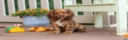 Cocker Spaniel dogs for sale: Milo - Ad 7
