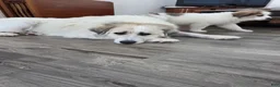 Great Pyrenees dogs for sale: Spot - Ad 34